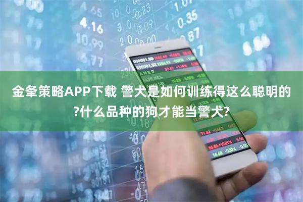 金夆策略APP下载 警犬是如何训练得这么聪明的?什么品种的狗才能当警犬?