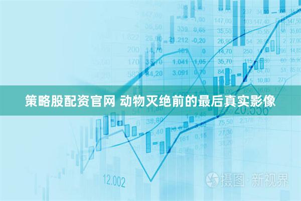 策略股配资官网 动物灭绝前的最后真实影像