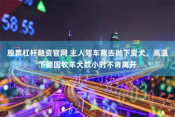 股票杠杆融资官网 主人驾车离去抛下爱犬，高温下德国牧羊犬数小时不肯离开