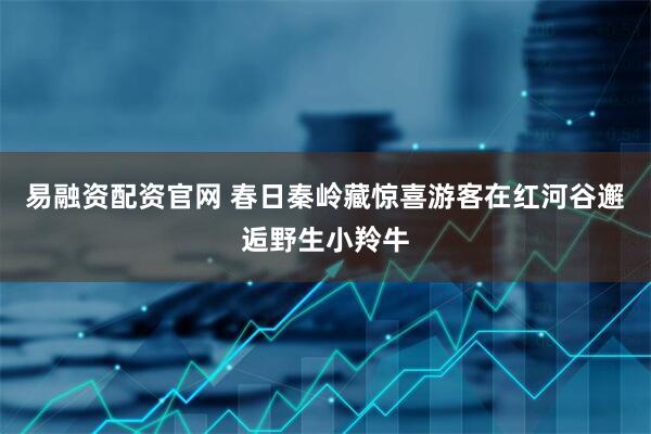 易融资配资官网 春日秦岭藏惊喜游客在红河谷邂逅野生小羚牛