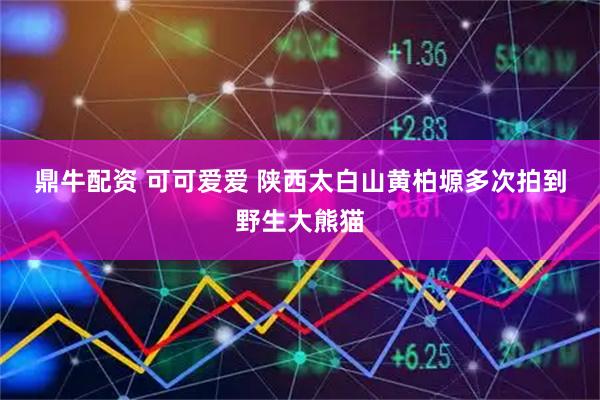 鼎牛配资 可可爱爱 陕西太白山黄柏塬多次拍到野生大熊猫